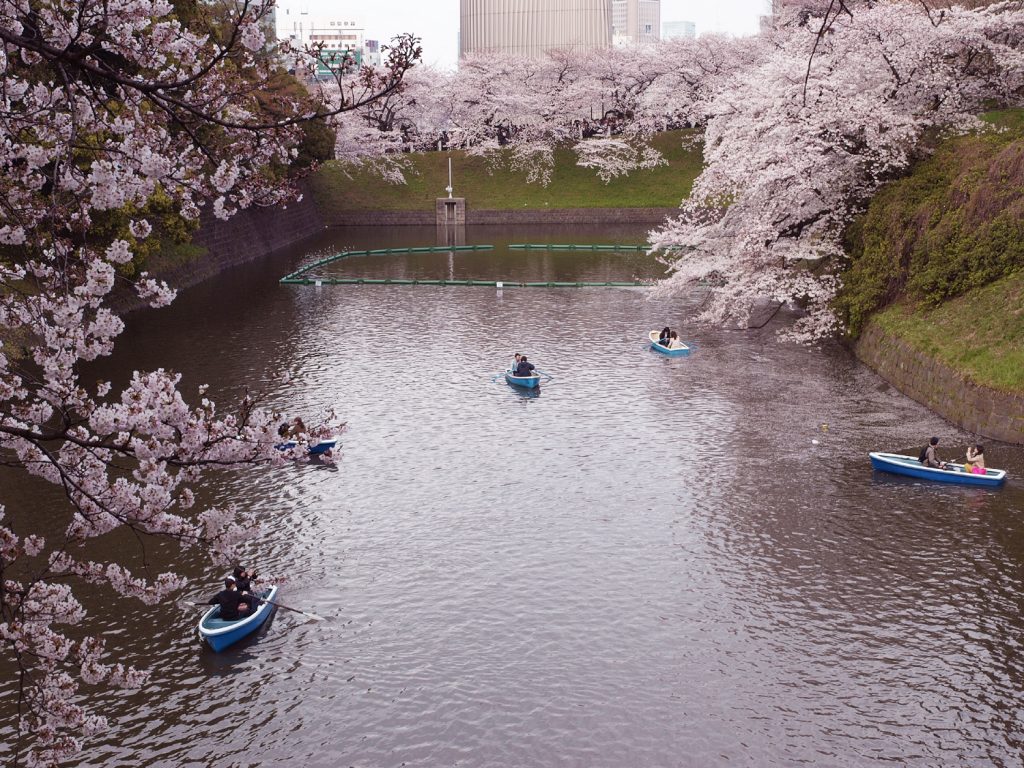 4月赏樱花（千鸟渊）
