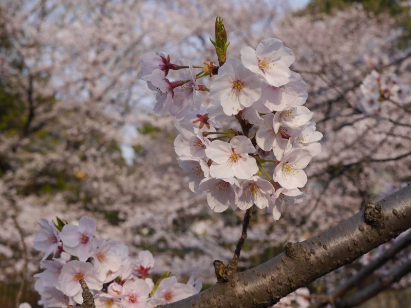 櫻花季來啦