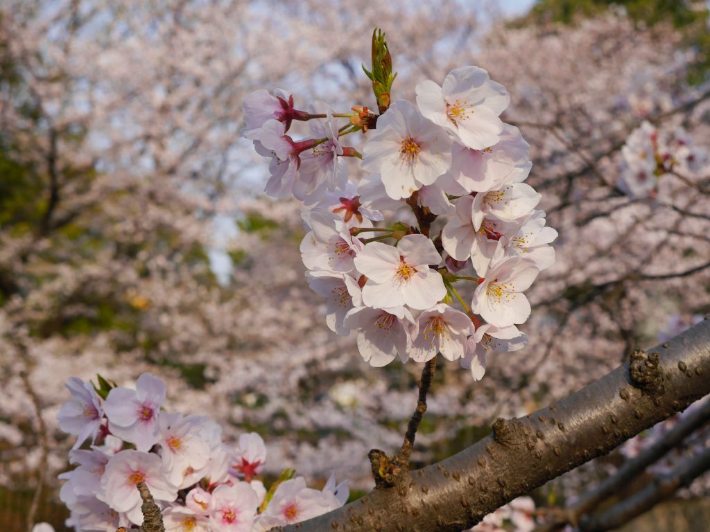 上野公園でお花見をしました