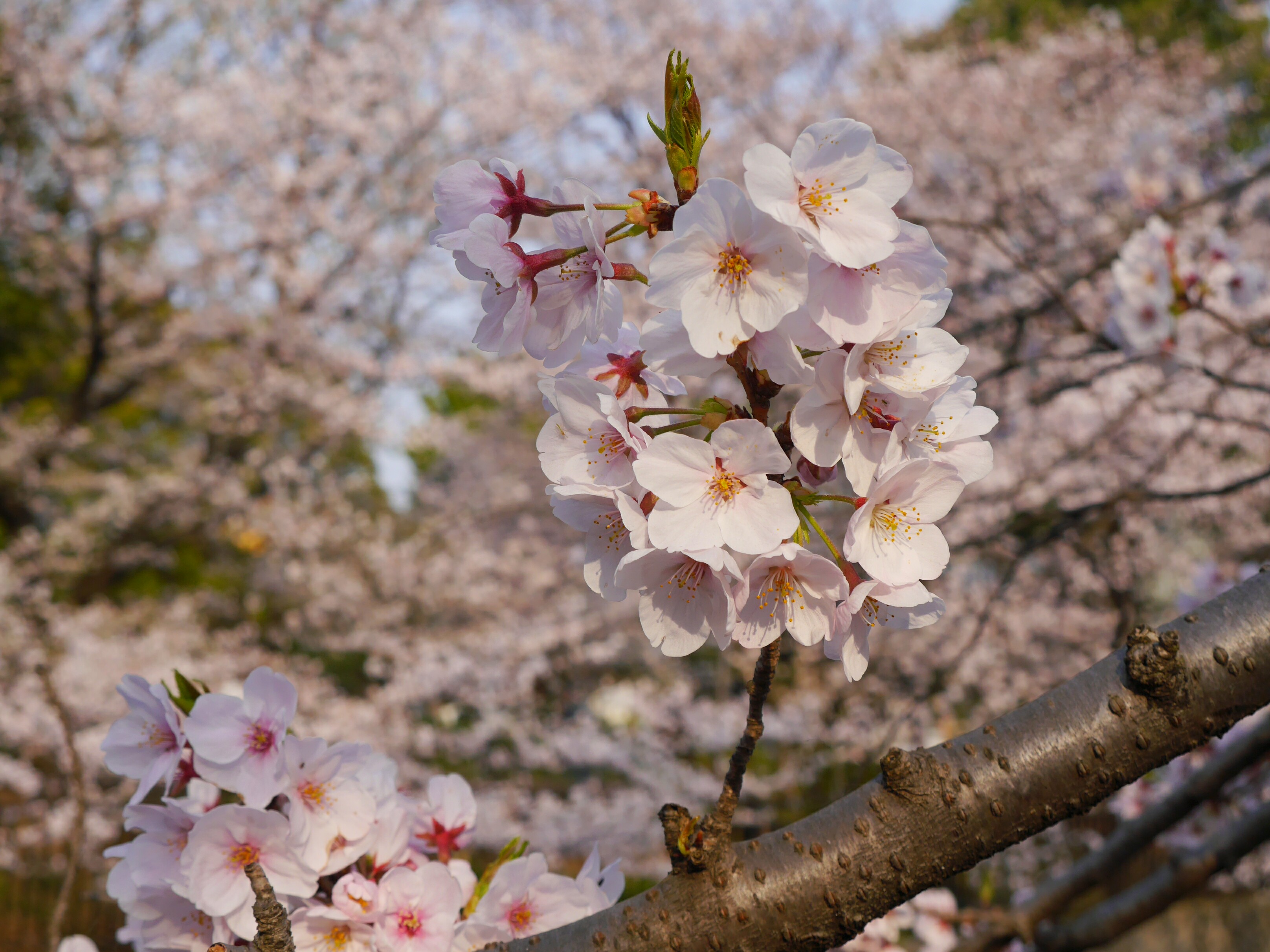 上野公園でお花見をしました 上野公園でお花見をしました